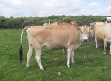 Image of Thurlstone big show tiny - farm, farming, cattle, dairy, herd, milking, milk, scaftworth, jerseys